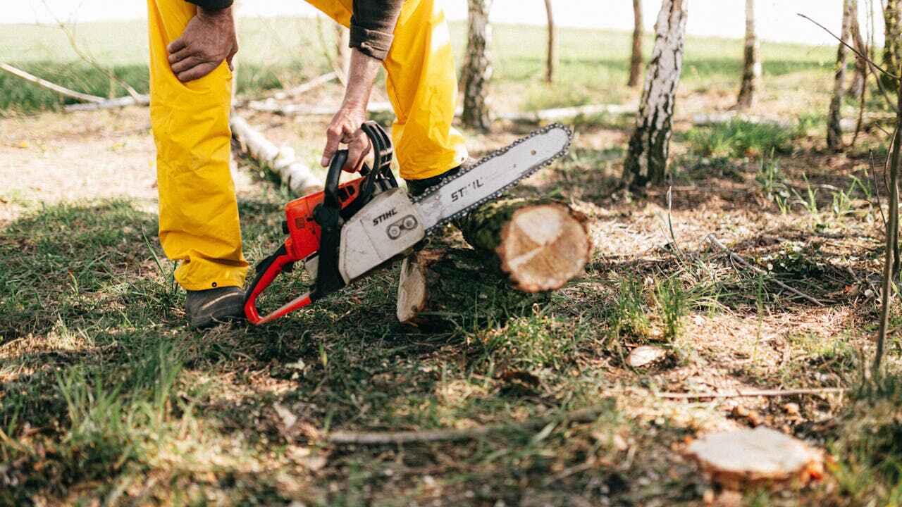 Tree Root Removal in Mango, FL